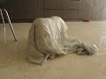Xiao Q The Westie 2y6m cloth 10