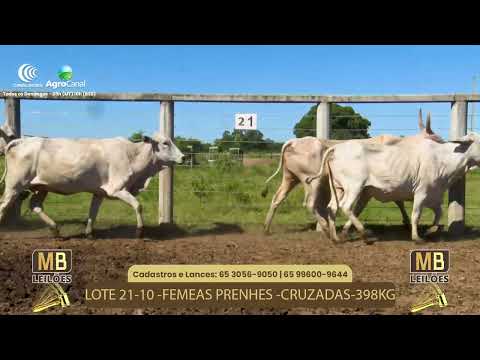 524� LEIL�O VIRTUAL MB LEIL�ES
