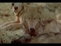 The Wolf\ The Wolf\