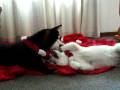 Shiba Chagoi en Kishu Kyush