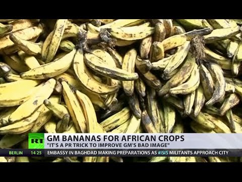 Super Bananas: ‘GM company stunt to fix bad image’