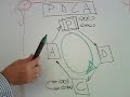 El ciclo de mejora continua PDCA