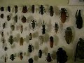 Essing Museum of Entomology, Berkeley