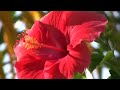 720p Flower.mp4