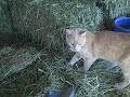 feeding the horses.mov feeding the horses.mov