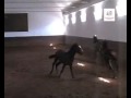 Sons of Rico - Kyra's Horse