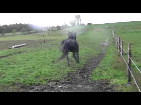 horses grand national horses grand national