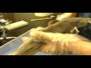 Jimmy James Shark Dissection Jimmy James Shark Dissection