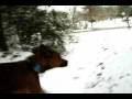 Nalla's First Snow  (puppy dog) (joey shanks)