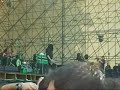 Type 0 Negative - Black N� 1(incomplete)