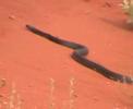 Snake 2