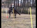 PONY GAMES 5 DRAPEAUX PONY GAMES 5 DRAPEAUX