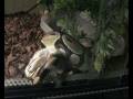 videos de PREDAZIONE DEI CUCCIOLI DA GIUGNO A OTTOBRE.avi
