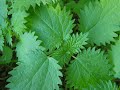 ???? - Urtica filulifera