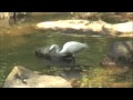 Little Egret Little Egret