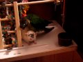 My Parrot Loves a Rat