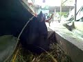 Lembu Jantan Ayam Jantan Lembu Jantan Ayam Jantan