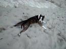 american staffordshire terrier paloma