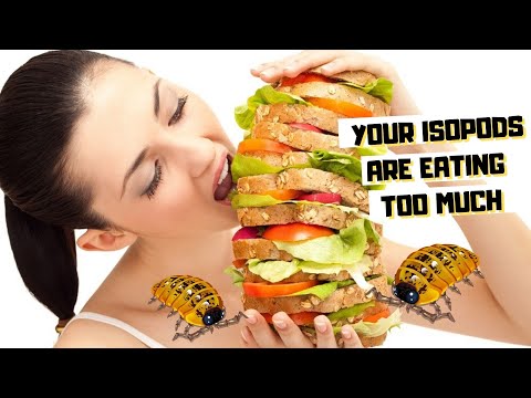 YouTube reptile video