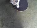 My Skateboarding Kitty.