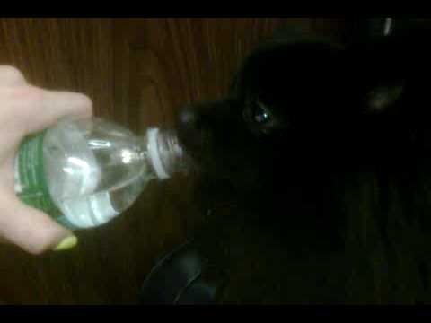 Fang the Devil Dog