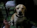 ares