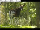 My fave animal! guess what it is My fave animal! guess what it is