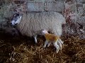 Lamb goes in for a sook!
