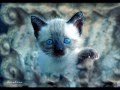 Lenalima fotografando animais