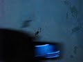 AracnoRagga - A Vida da Aranha