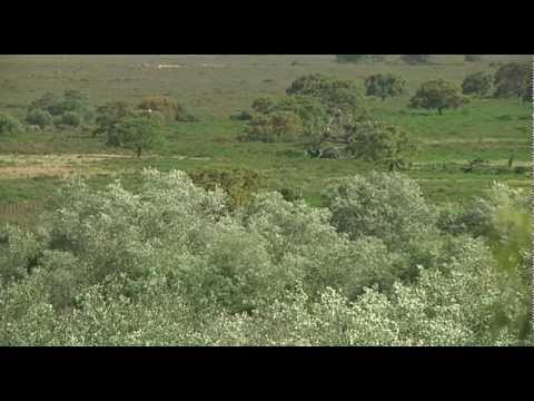 Árboles con historia, los testigos mudos de la vida de Doñana