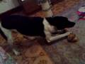 NEO, il cane indemoniato davanti al suo osso