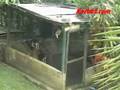 videos de Perro escapista.