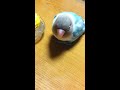 Click here to watch this video ボタンインコのぷーちゃん「トウモロコシ」大好き