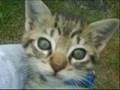 videos de wtf!?!