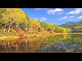 鮮やかな紅葉に染まる志賀高原の秋・4K