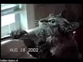 Very funny cats crazy kitten boksing cats Very funny cats crazy kitten boksing cats