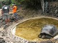 TORTUGA ( GALAPAGOS - ECUADOR ).MOV