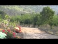 Rakthai Forestry (English version)