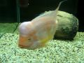 Adolf Hitler 6 Monthes red devil fish