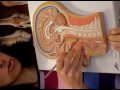 Dr. Juarez, Lymphatic Lab - Lymphatic Organs in Models