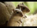 s�sse kleine Tierbabys ^-^