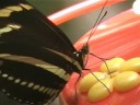 Zebra Butterfly at Hummingbird Feeder