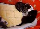 Killinger/kittens Killinger/kittens