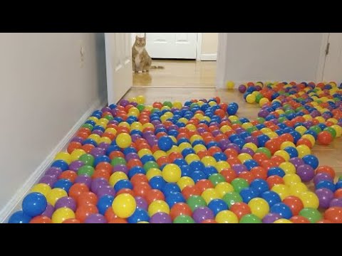 We turned our room into a ball pit for our cats!