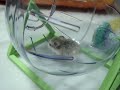 Hammie Ham Ham