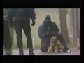 police dog training. STRONG DOGS!!!