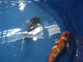 BEAUTIFUL fish at Koi America 2007