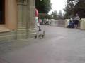 videos de Baby Duck!