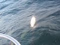 Dolphin1.mov Dolphin1.mov